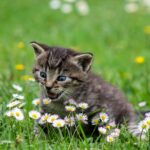 Effective Ways to Keep Cats Out of Your Garden